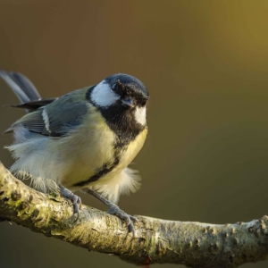 Redwell   27 1 2017   D3s (143 Of 369).jpg